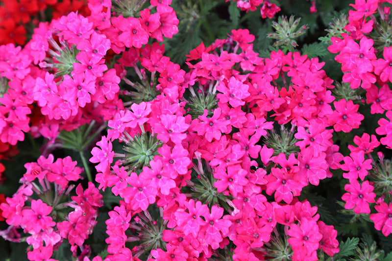 Hanging Basket and Patio Plants