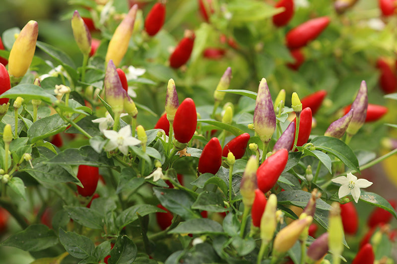 All Chilli and Sweet Pepper Plants