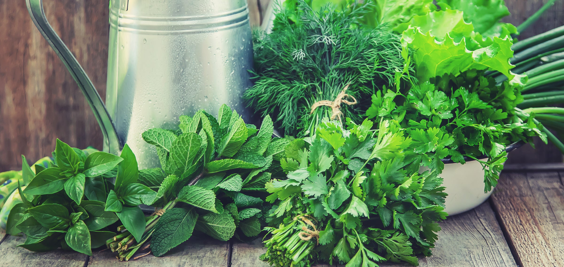 All Herb Plants