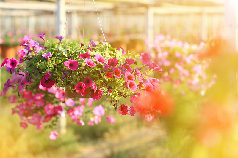 Hanging Basket Plants