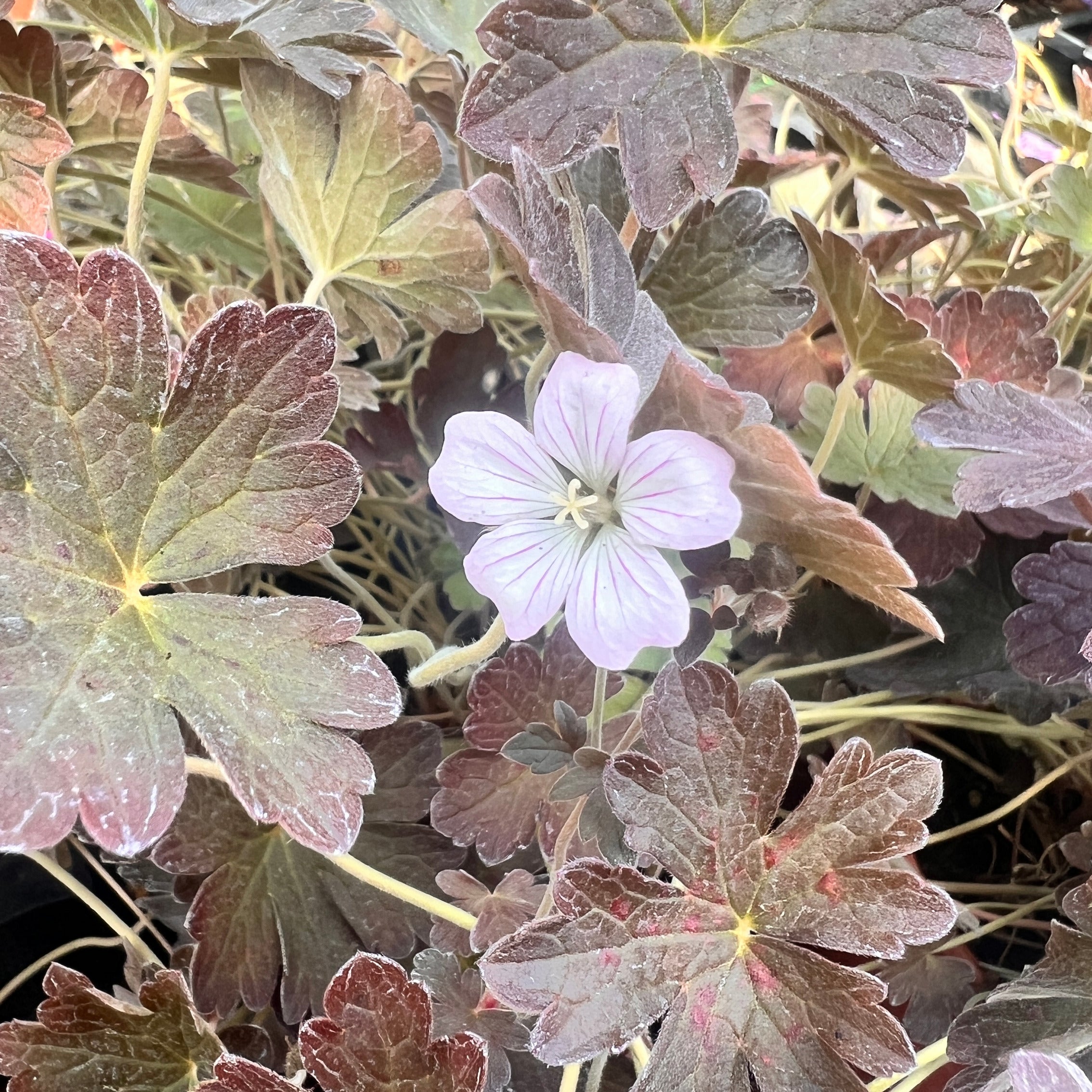 Hardy Geranium Dusky Rose