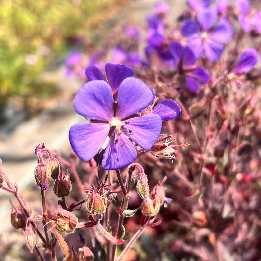 Hardy Geranium Black Beauty