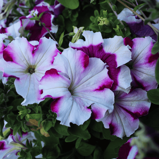 7.png__PID:60e84564-b440-4b5a-af6b-91b01bd9513f