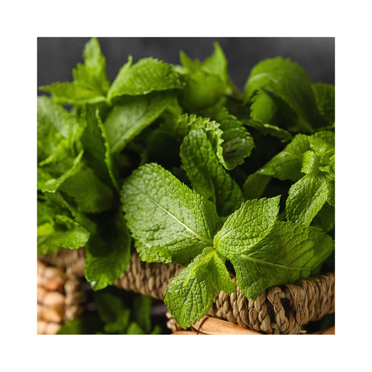 Mint collection of 6 plants.