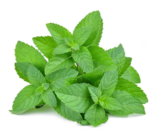 Mint collection of 6 plants.