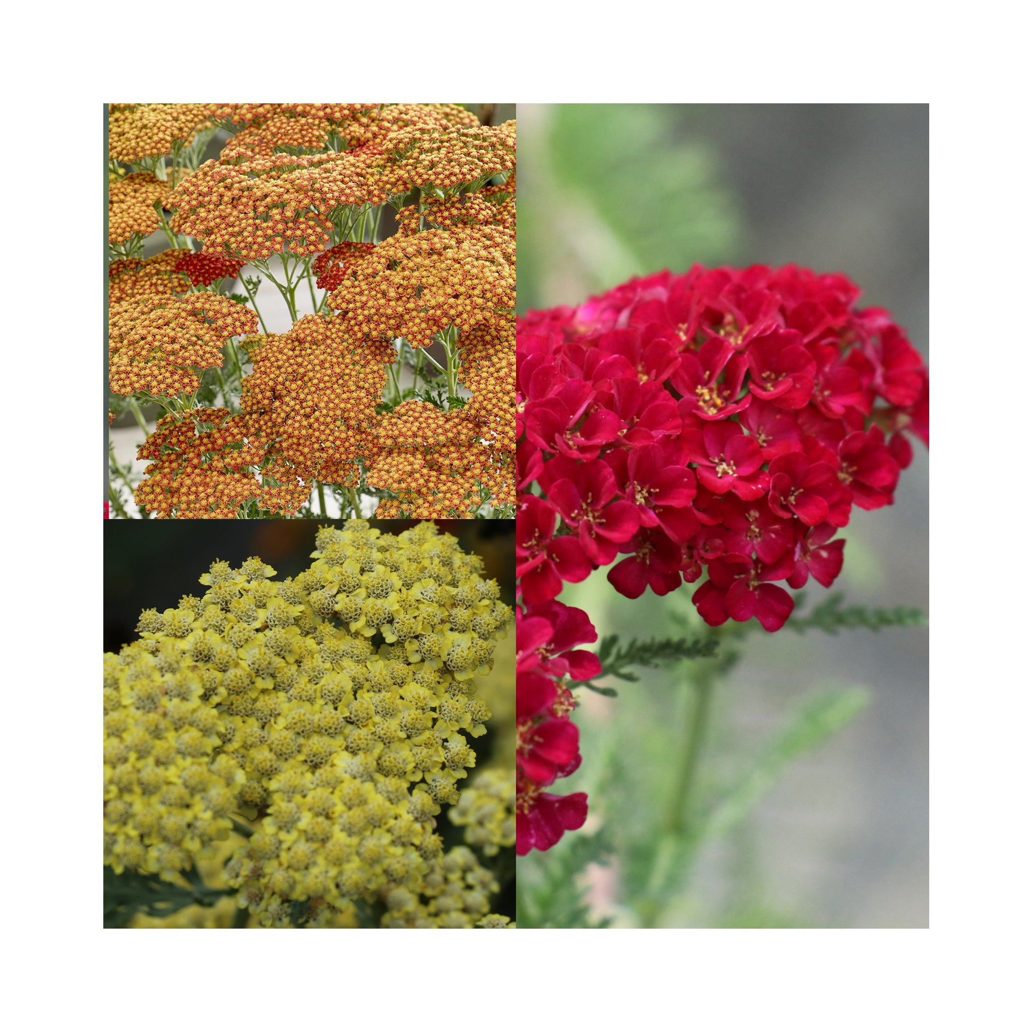 Achillea Sassy Collection