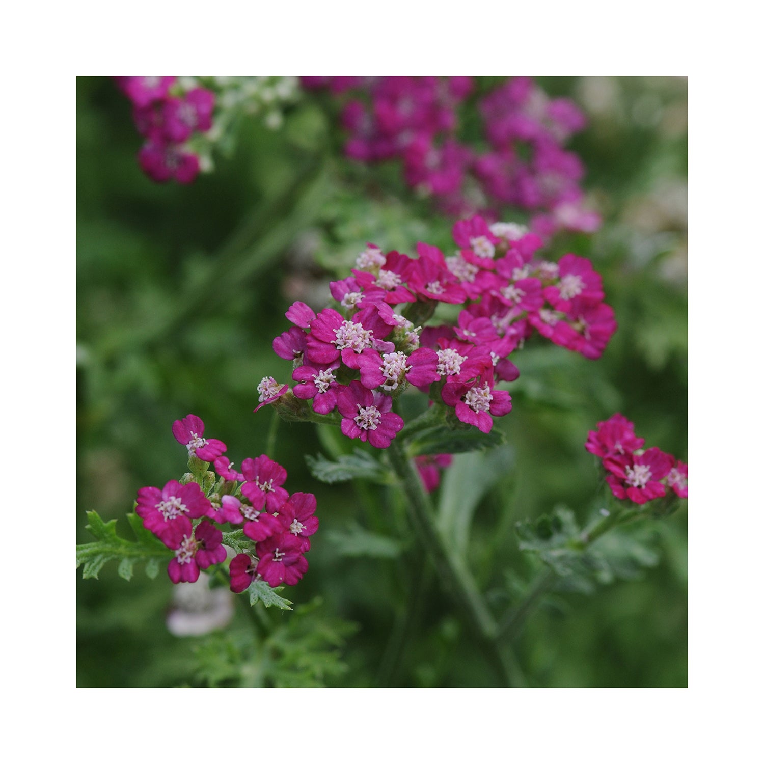 Achillea New Vintage Violet