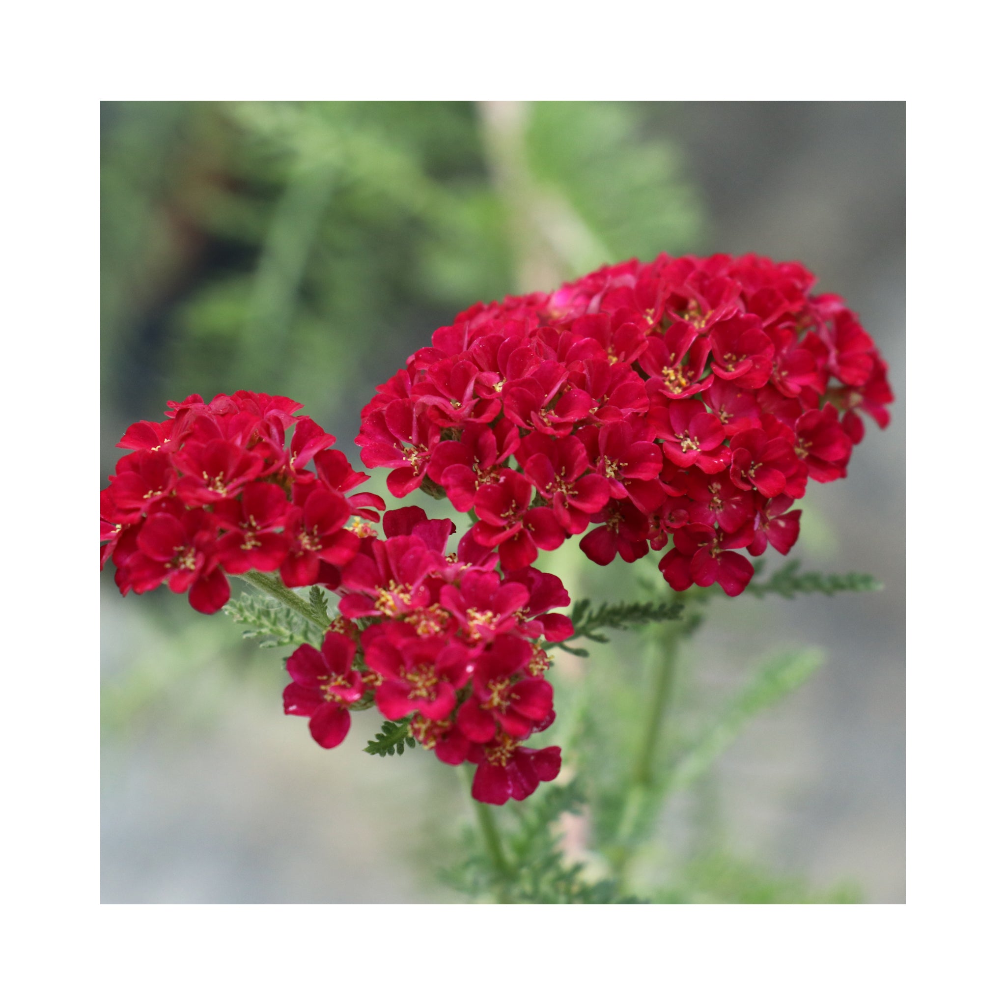 Achillea Sassy Collection