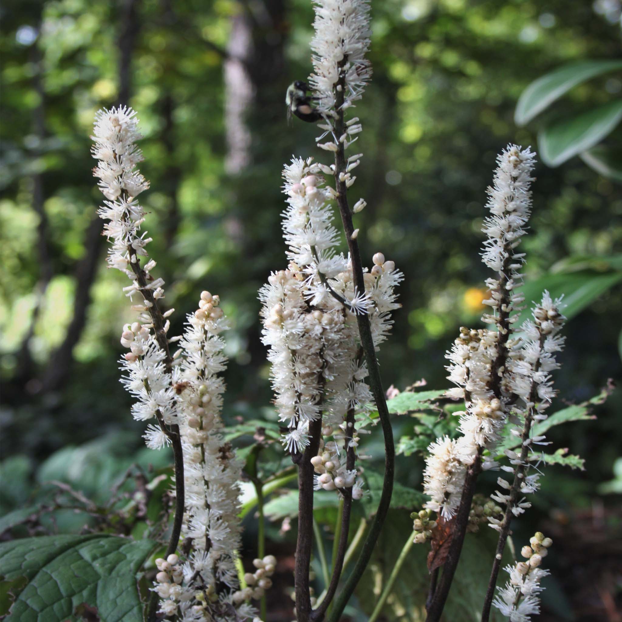 Actaea Japonica Silver Blush