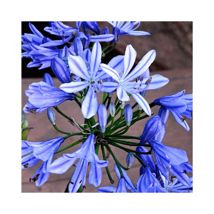 Agapanthus Collection