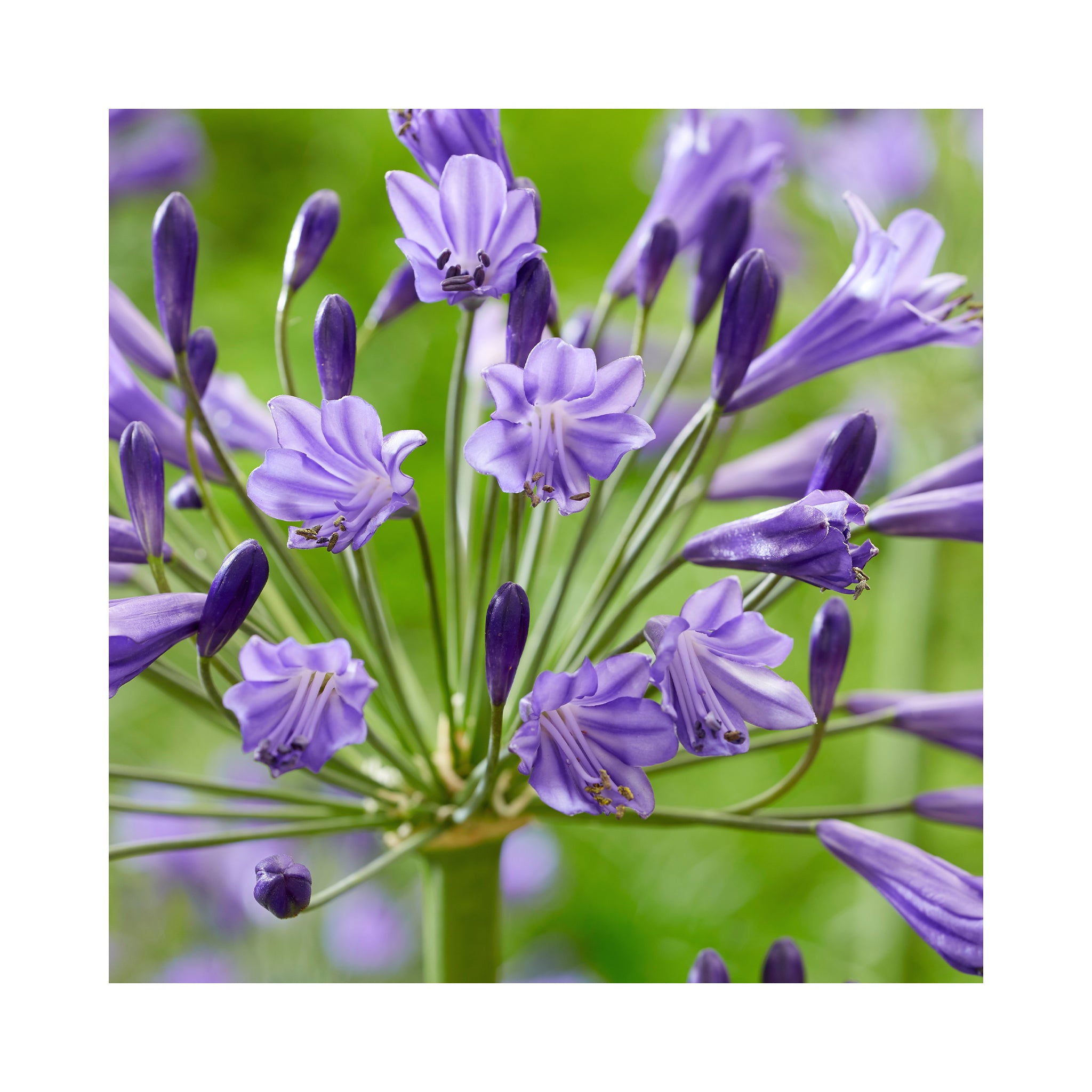 Agapanthus Collection