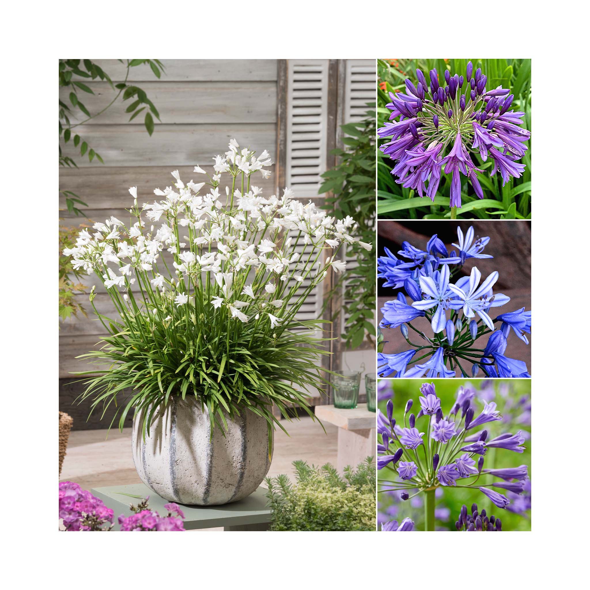 Agapanthus Collection