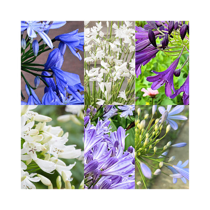 Agapanthus Collection