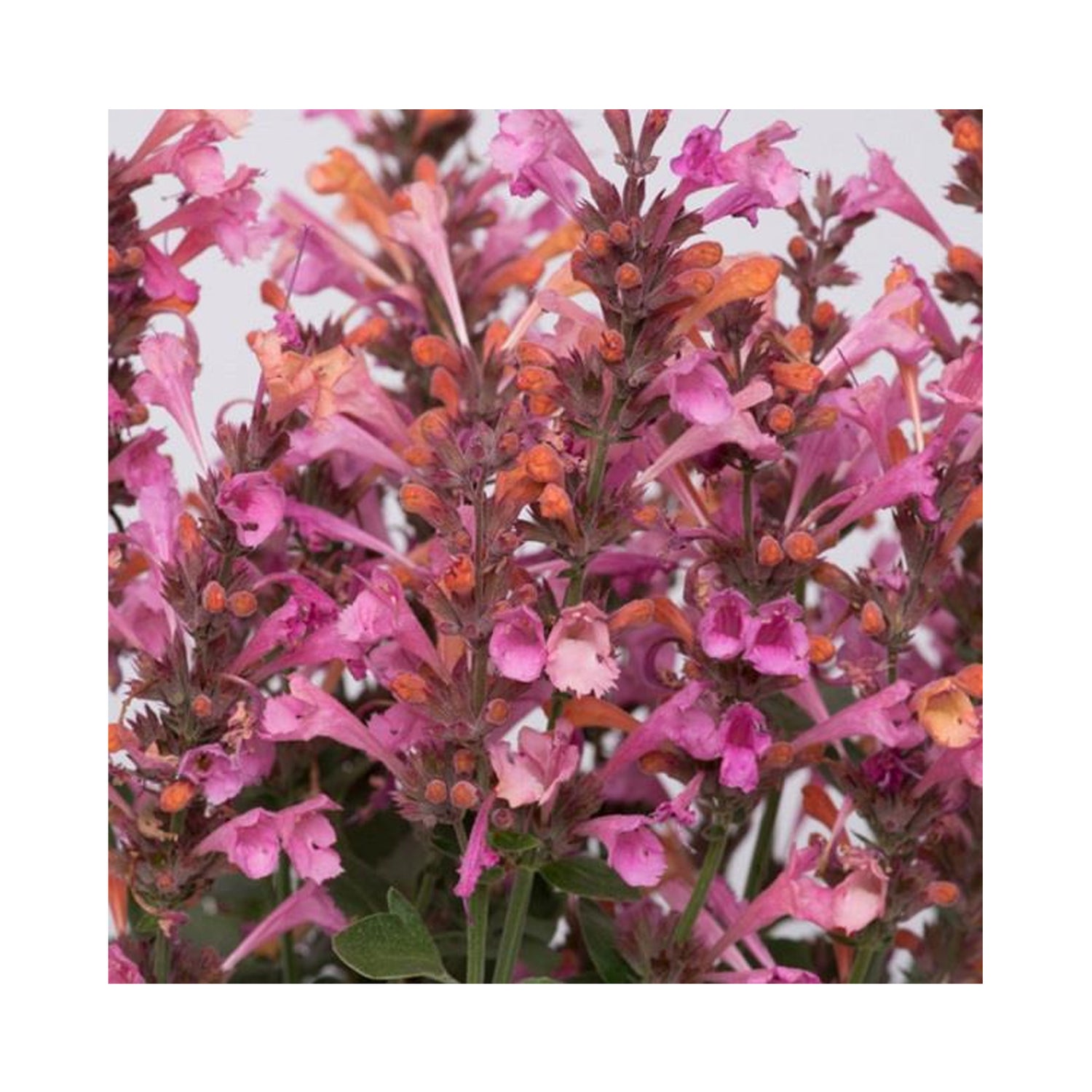 Agastache Kudos Ambrosia