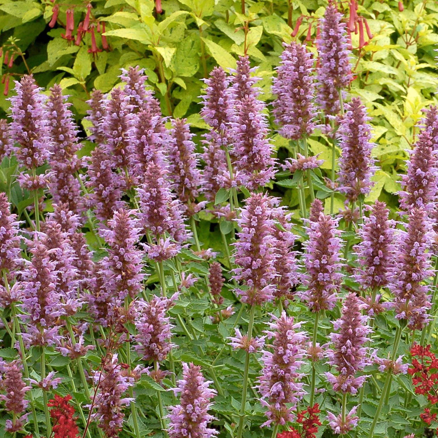 Agastache Kudos Silver Blue