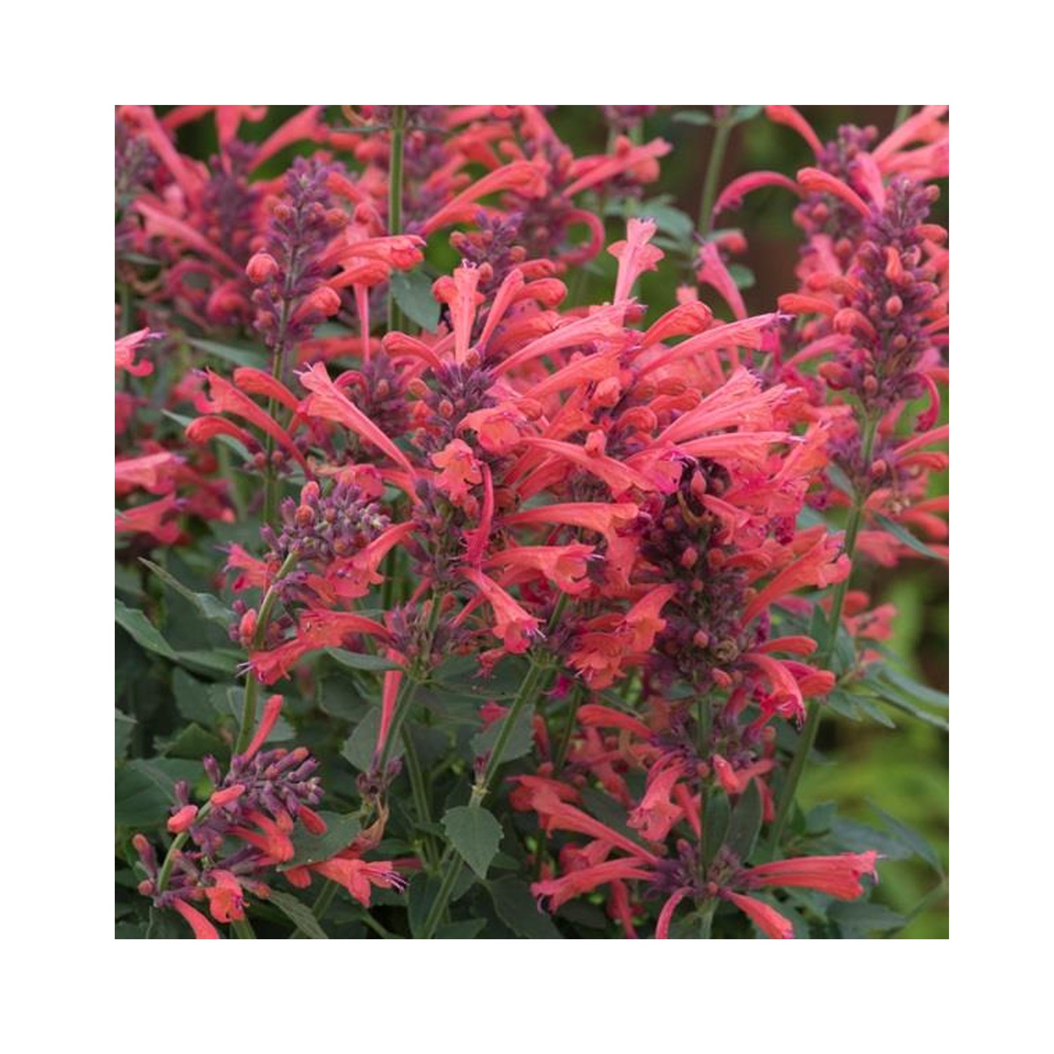 Agastache Kudos Coral – BuyPlants.co.uk