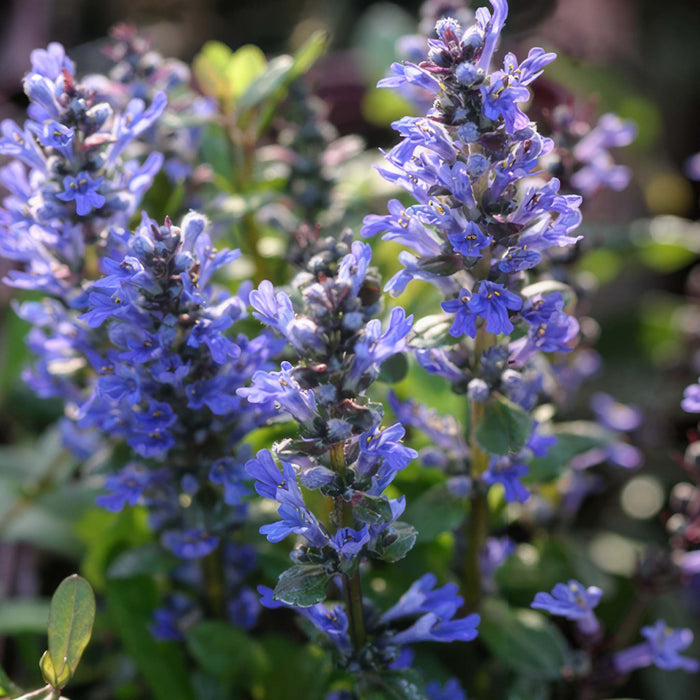 Ajuga  Reptans Chocolate Chip