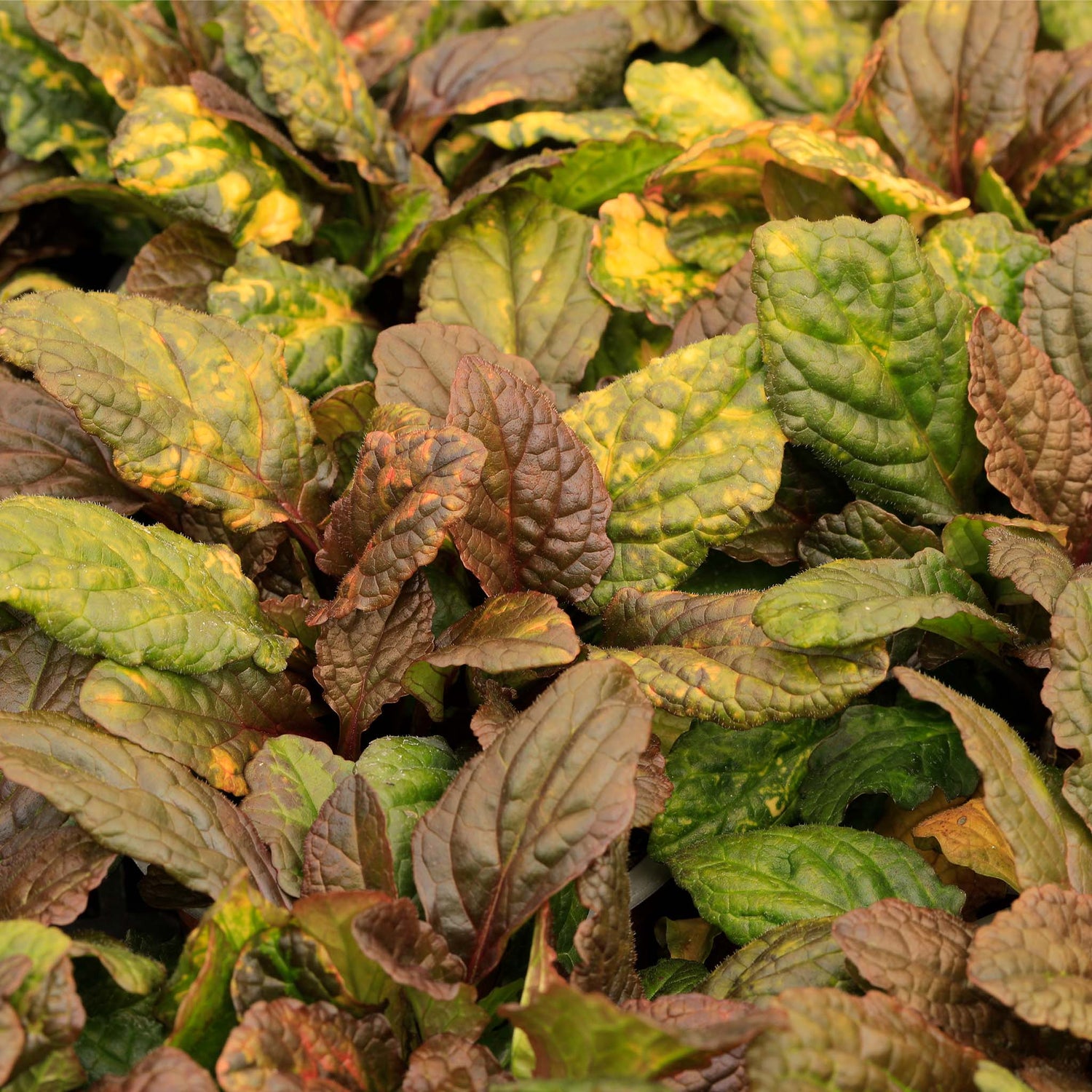 Ajuga Reptans Rainbow