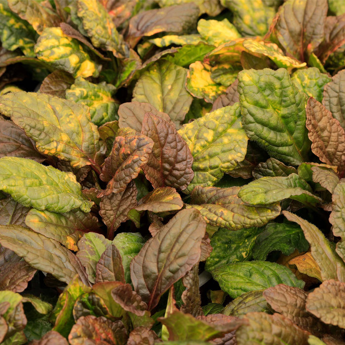 Ajuga Reptans Rainbow