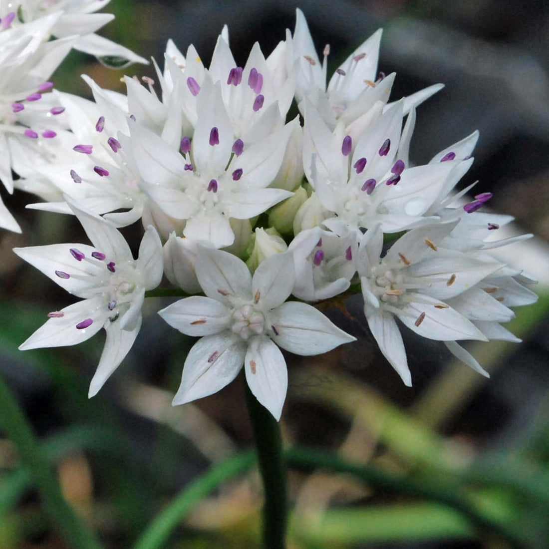 Allium Graceful Beauty