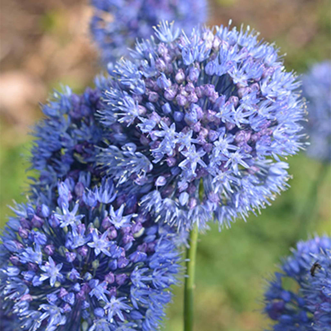 Allium Caeruleum