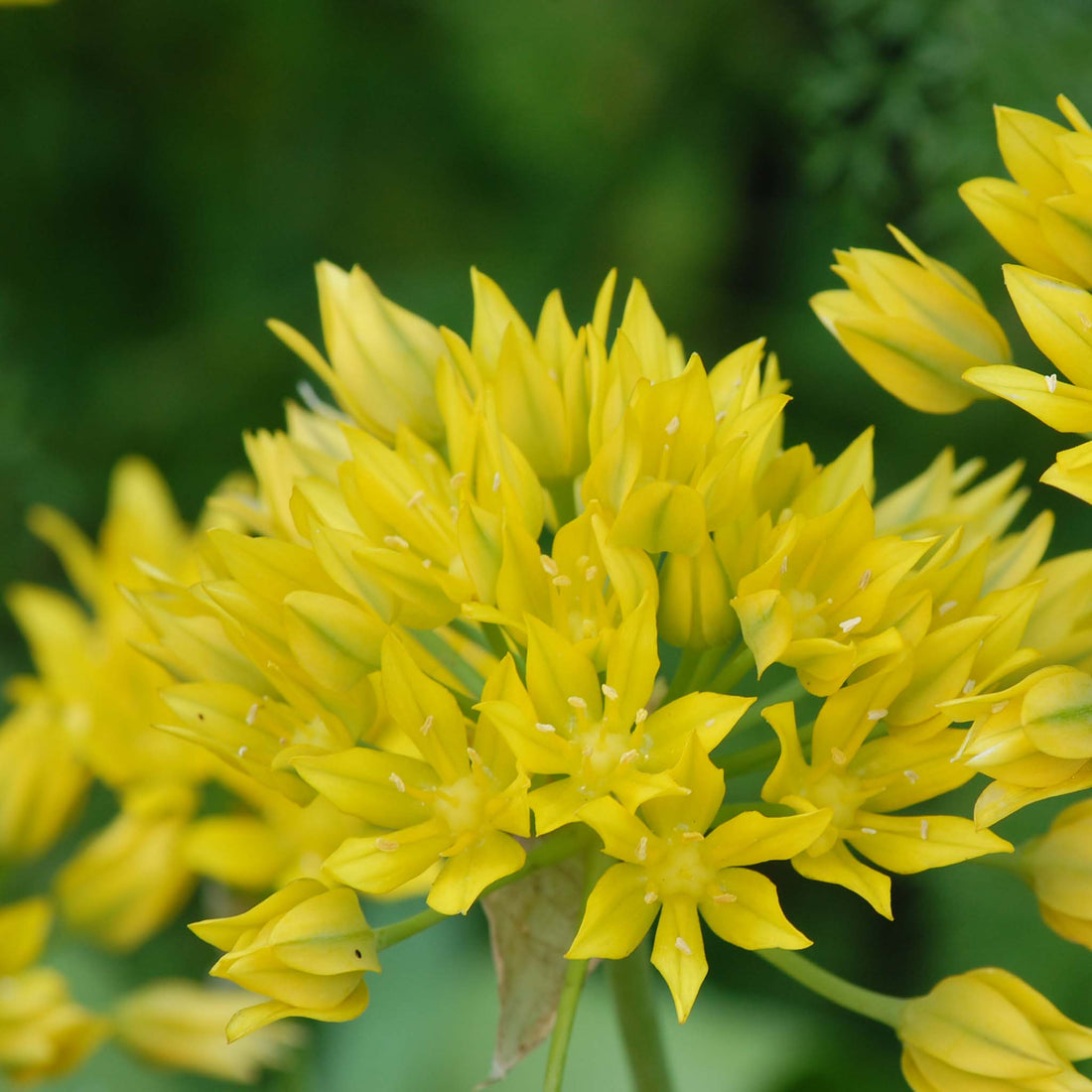 Allium Moly