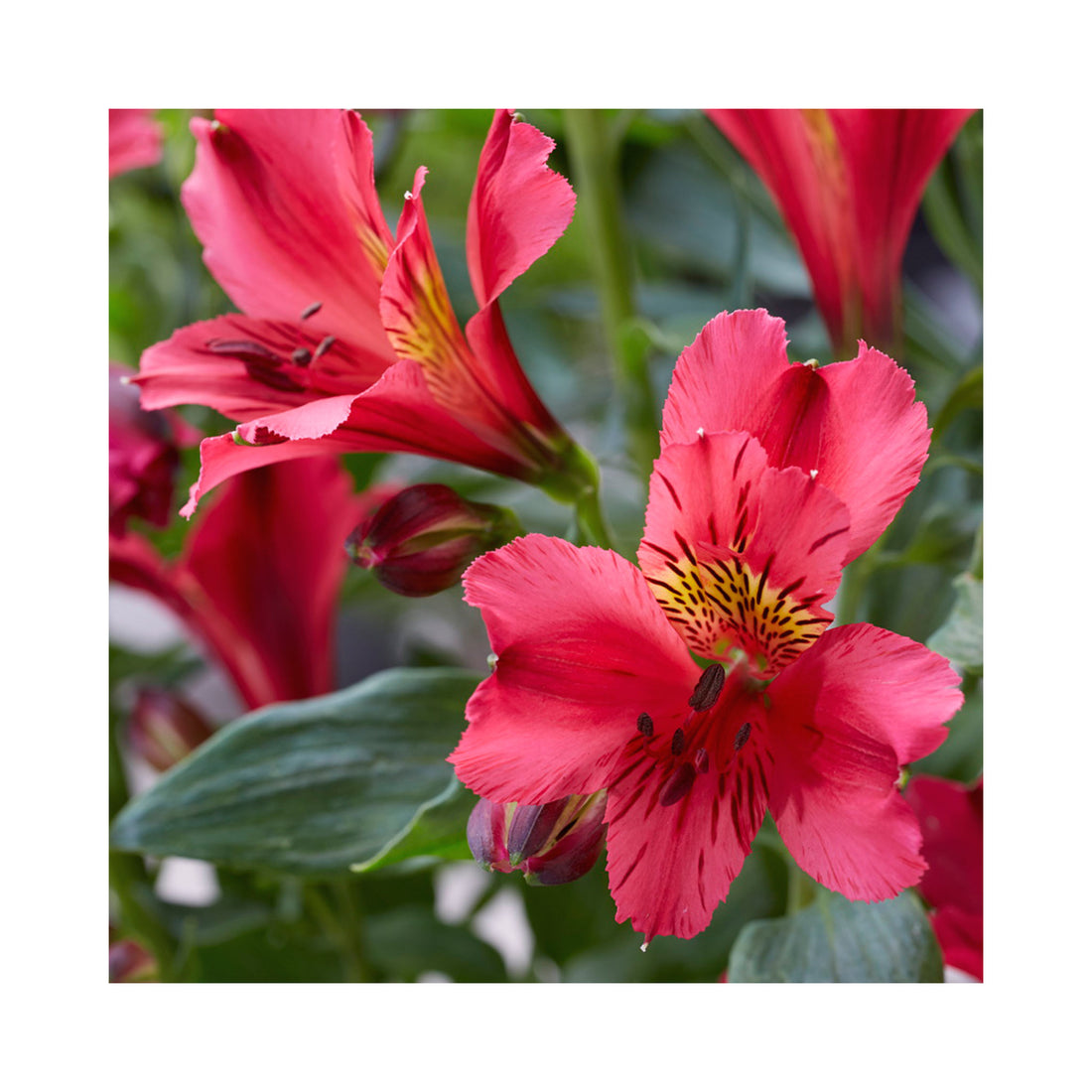 Alstroemeria  Duke Arthur