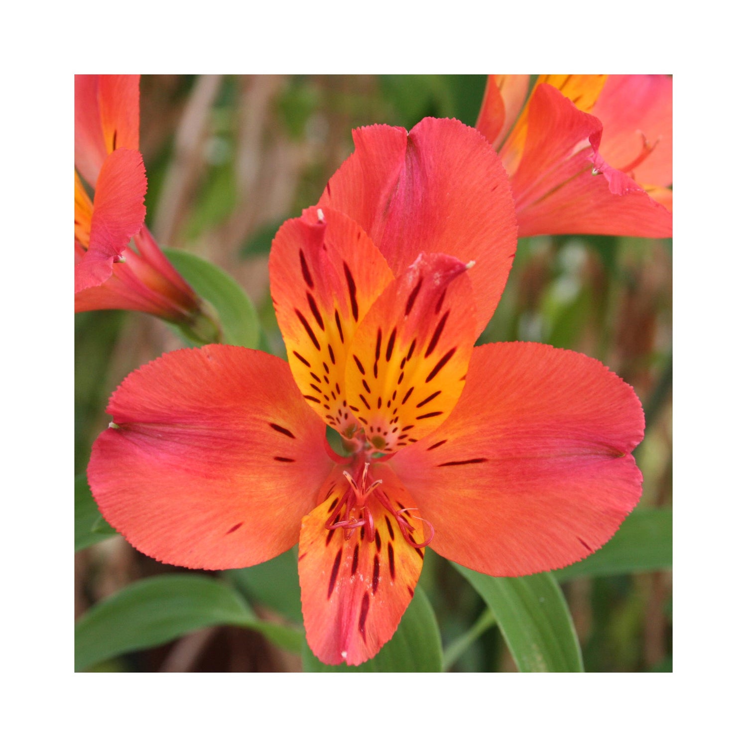 Alstroemeria  Duke Louis