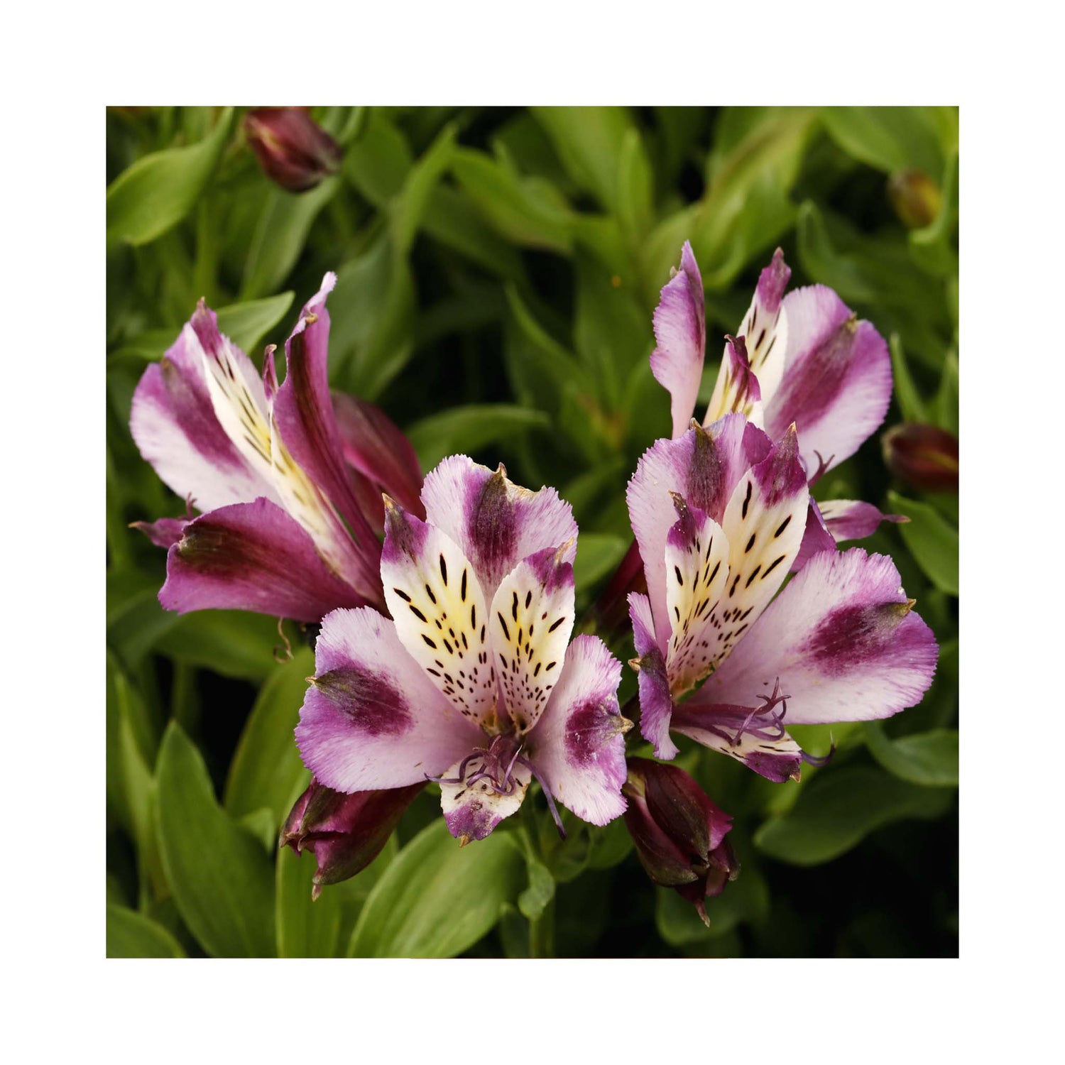 Alstroemeria Duke Valentine