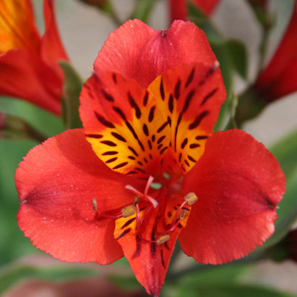 Alstromeria Majestic Longue