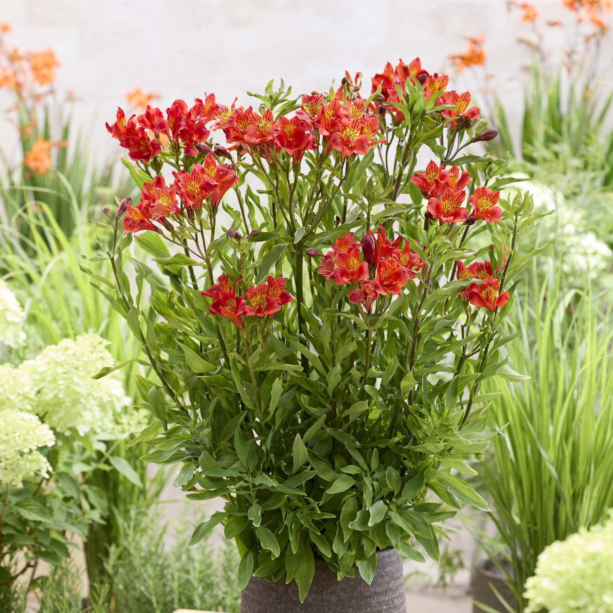 Alstromeria Majestic Longue