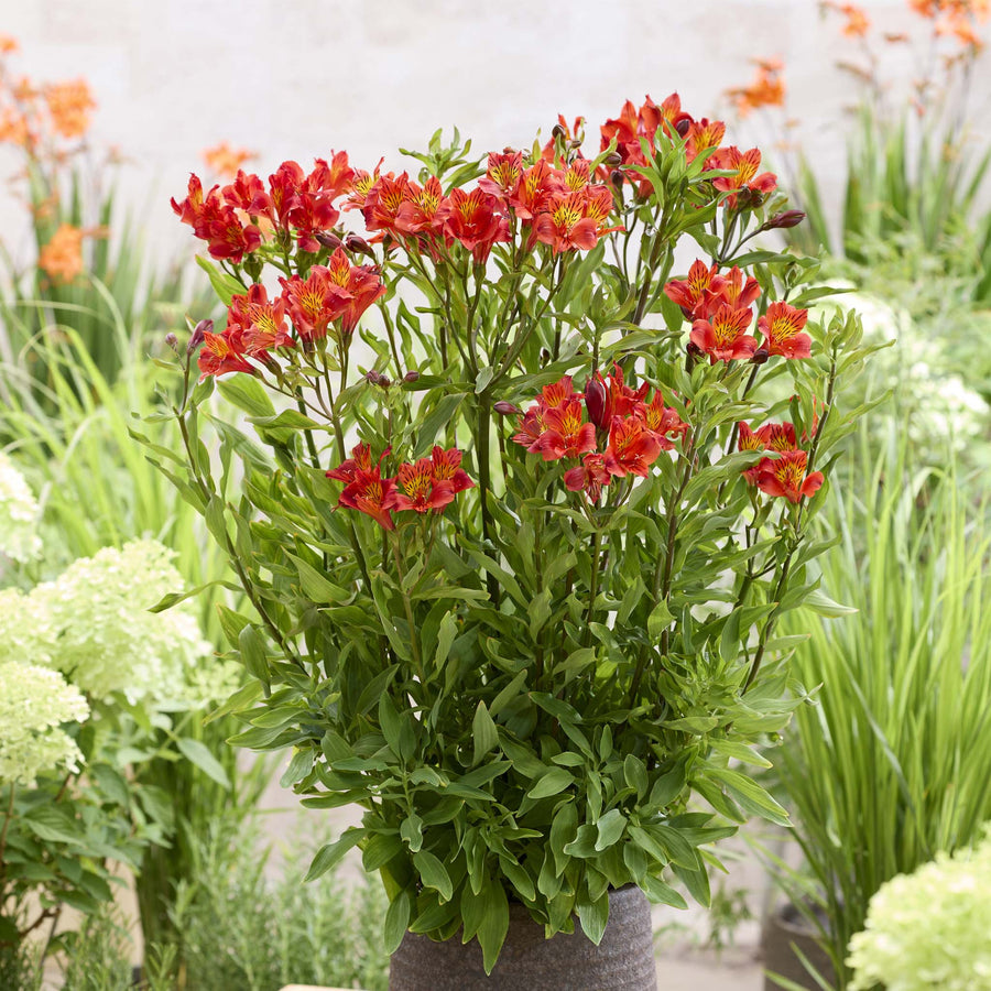 Taller cottage garden plants