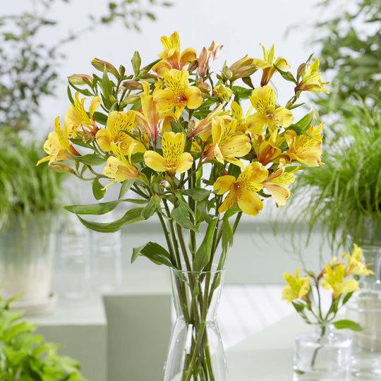 Alstromeria Majestic Serrant