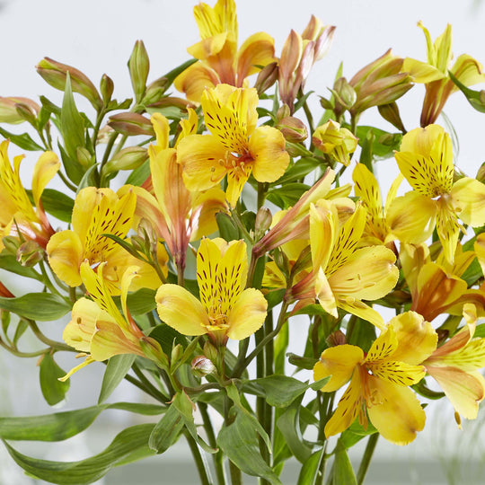 Alstromeria Majestic Serrant