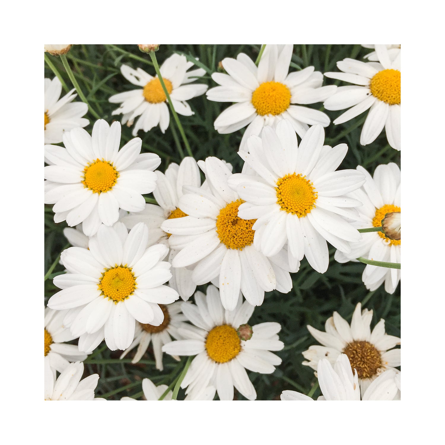 Argyranthemum Day-Zee White