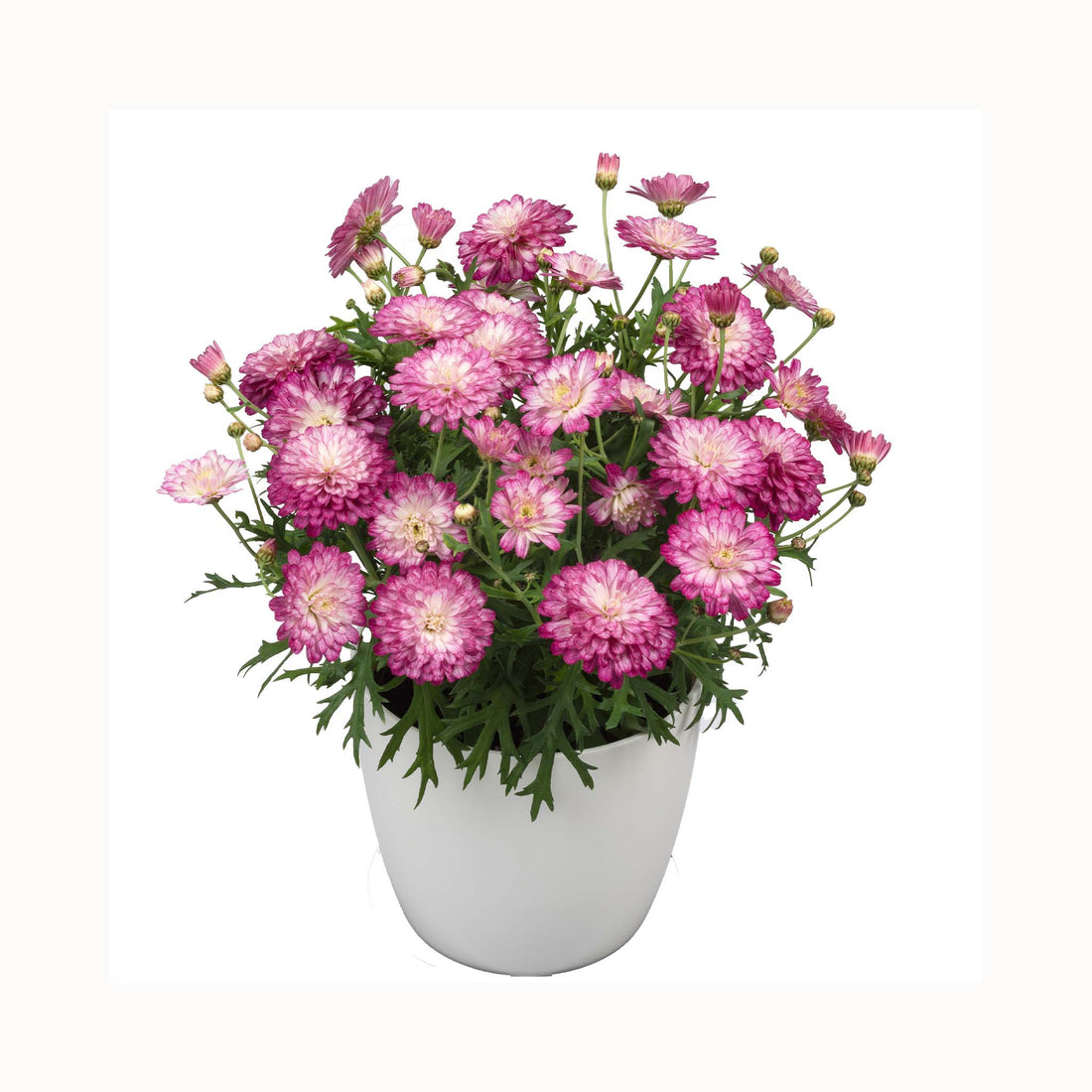 Daisy Marguerite double flowers with deep pink outer and white centre