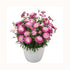 Daisy Marguerite double flowers with deep pink outer and white centre