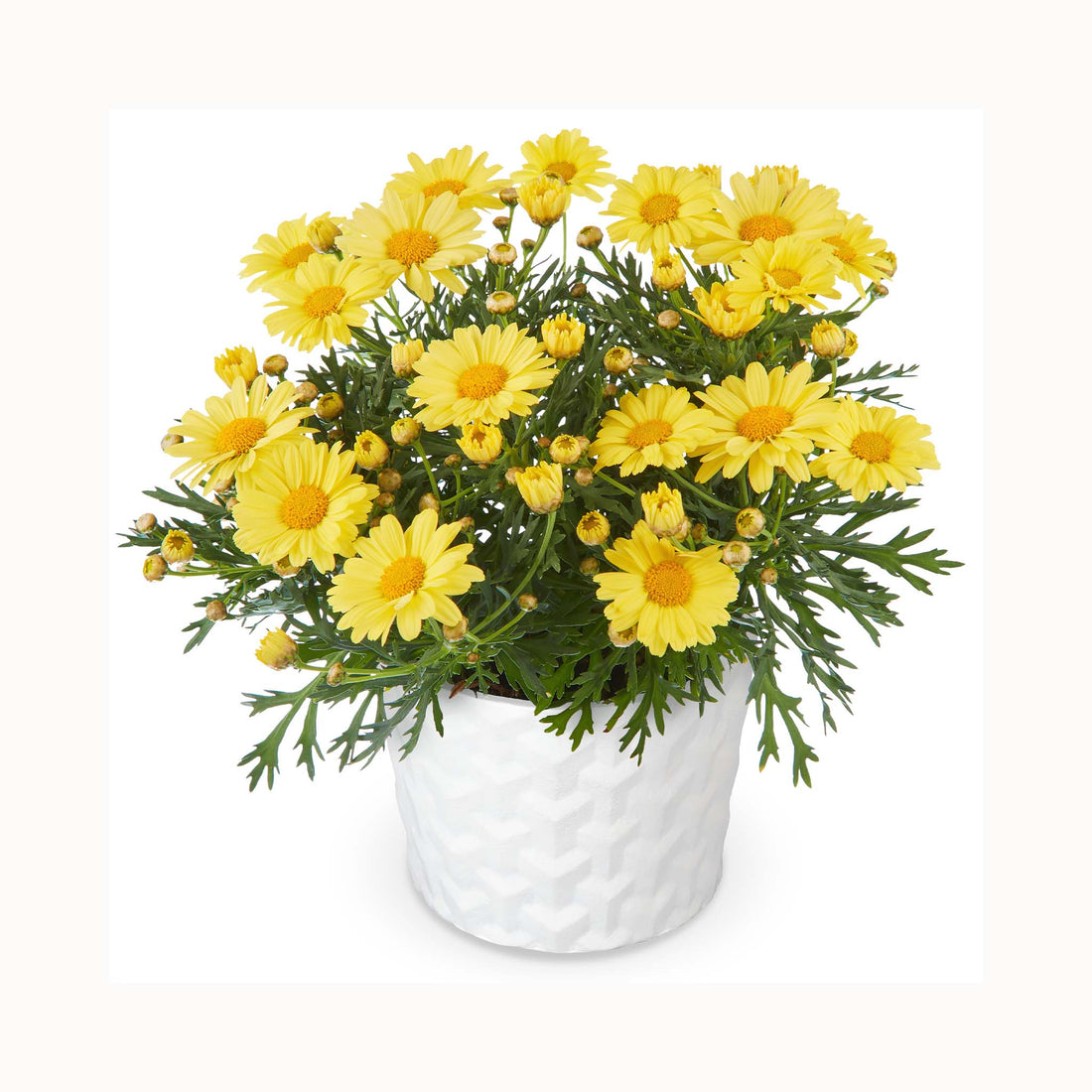 Bright yellow Marguerite daisy flowers with light green foliage growing in a pot