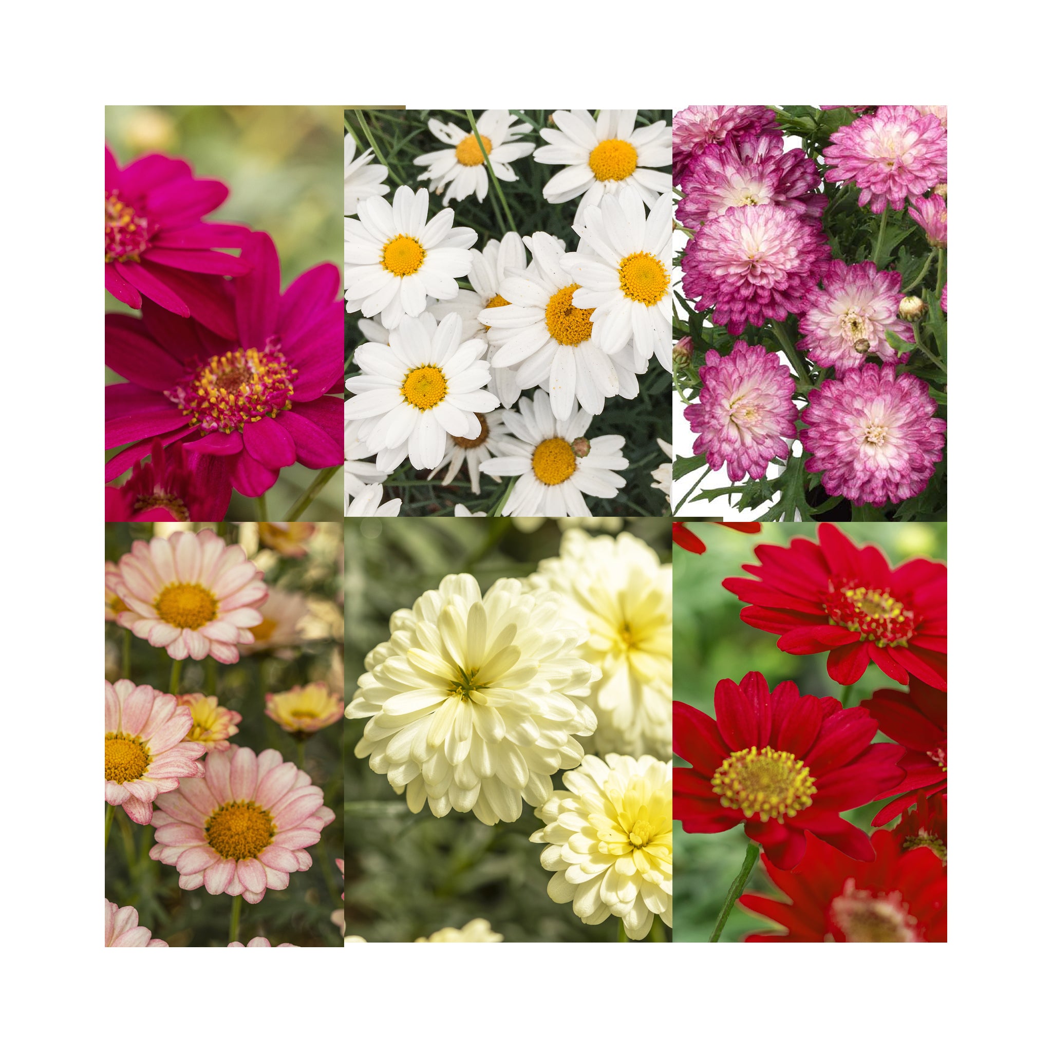 Daisy Marguerite flowers array of colours ideal to make your best garden colour