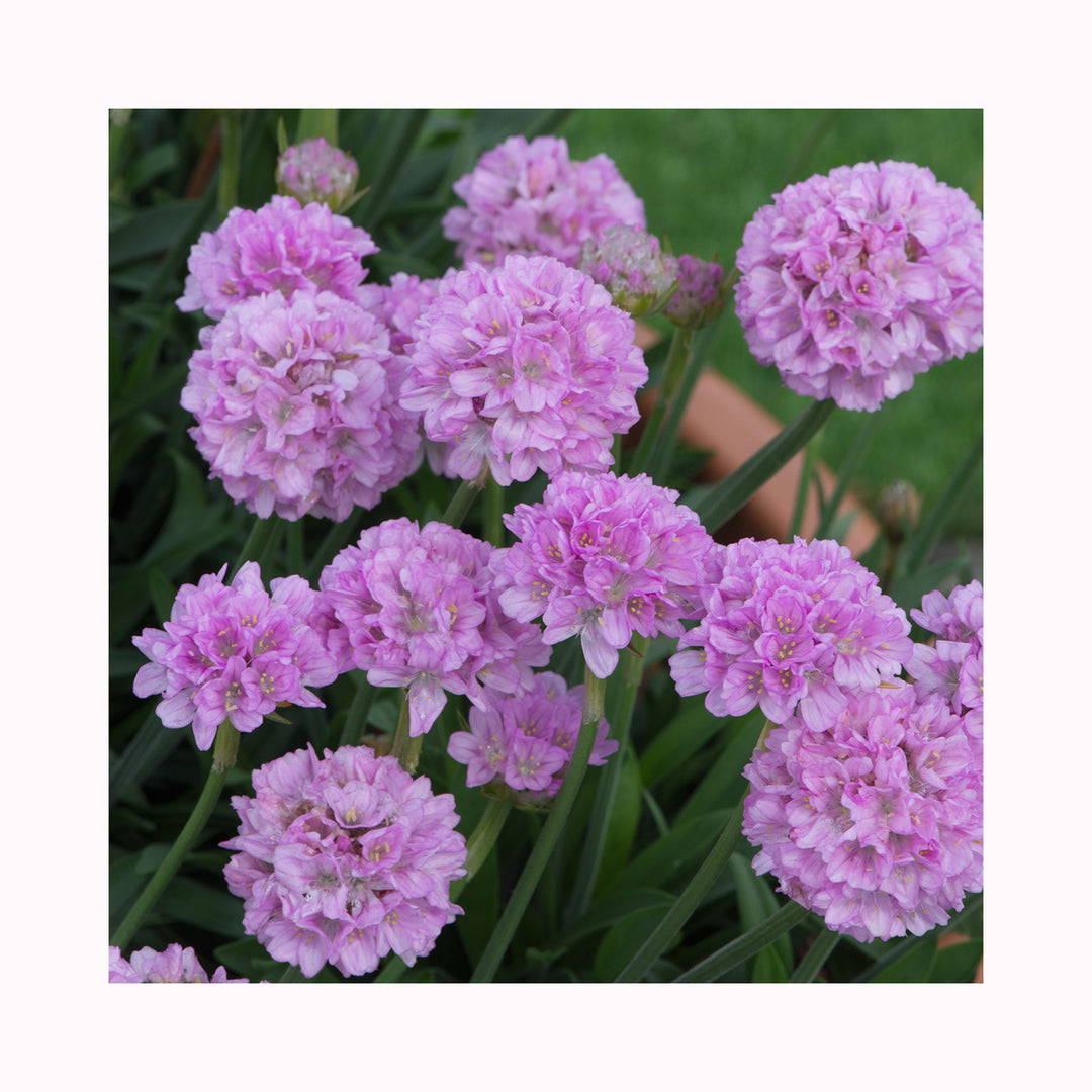 Armeria Dreameria Collection
