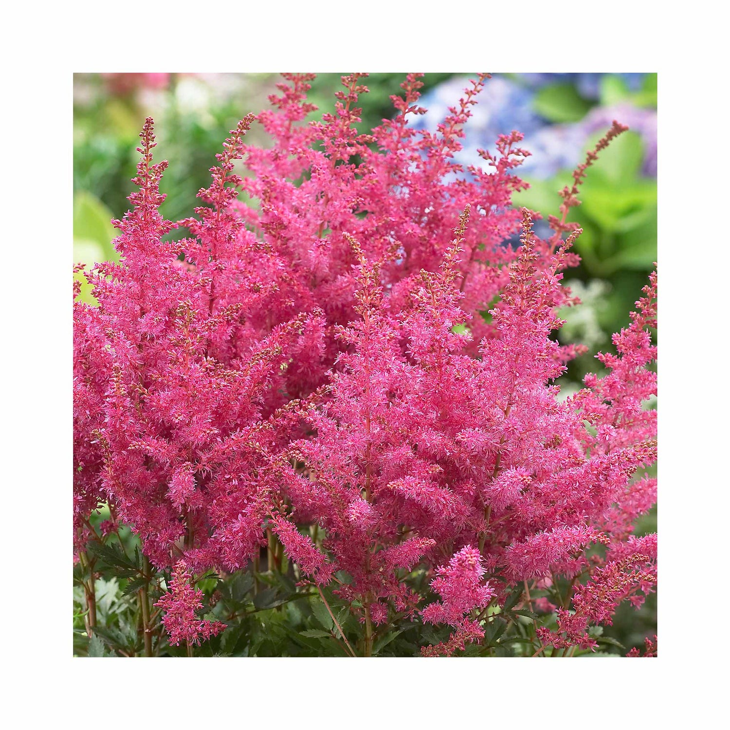 Astilbe Younique Lilac