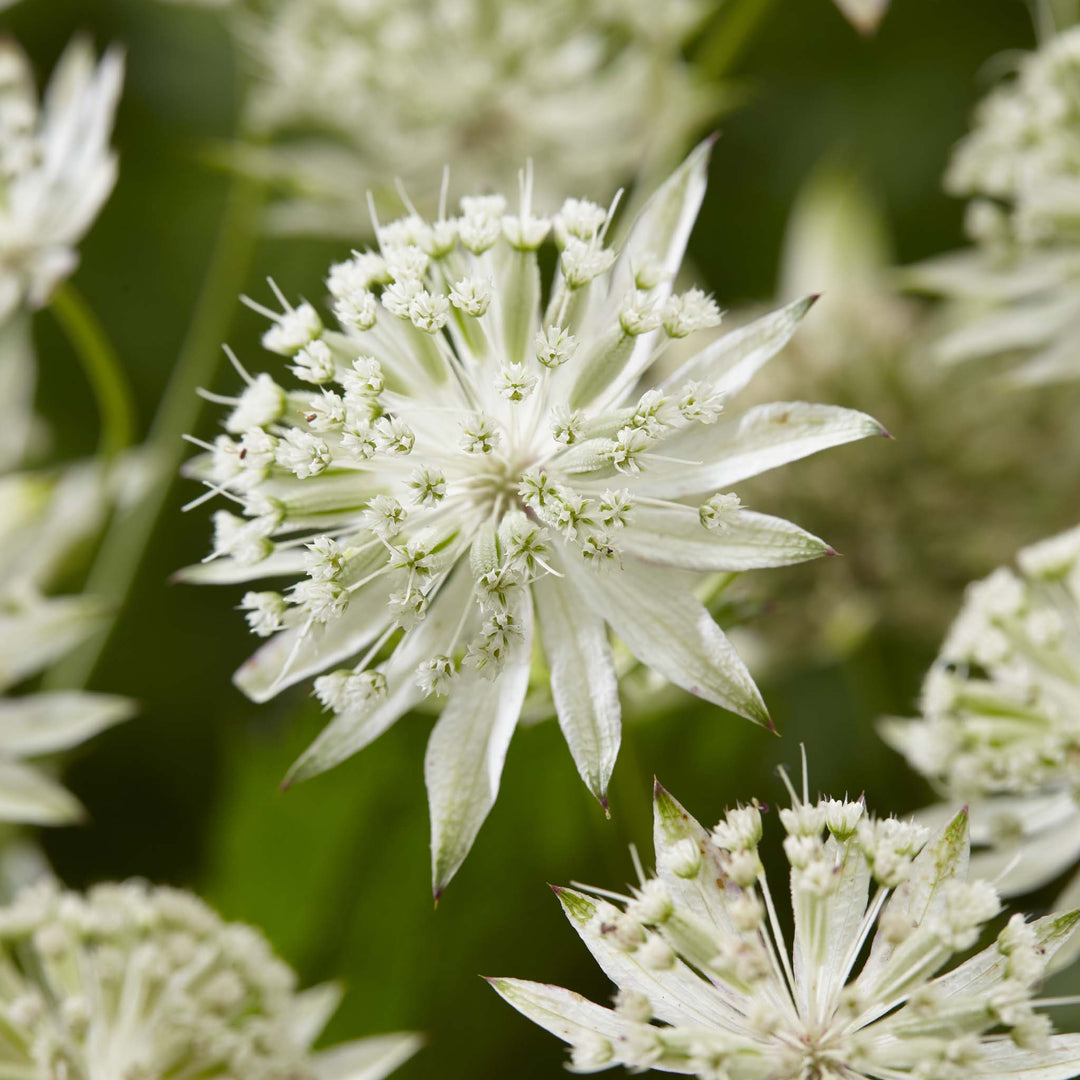 Astrantia White Sparkling Stars