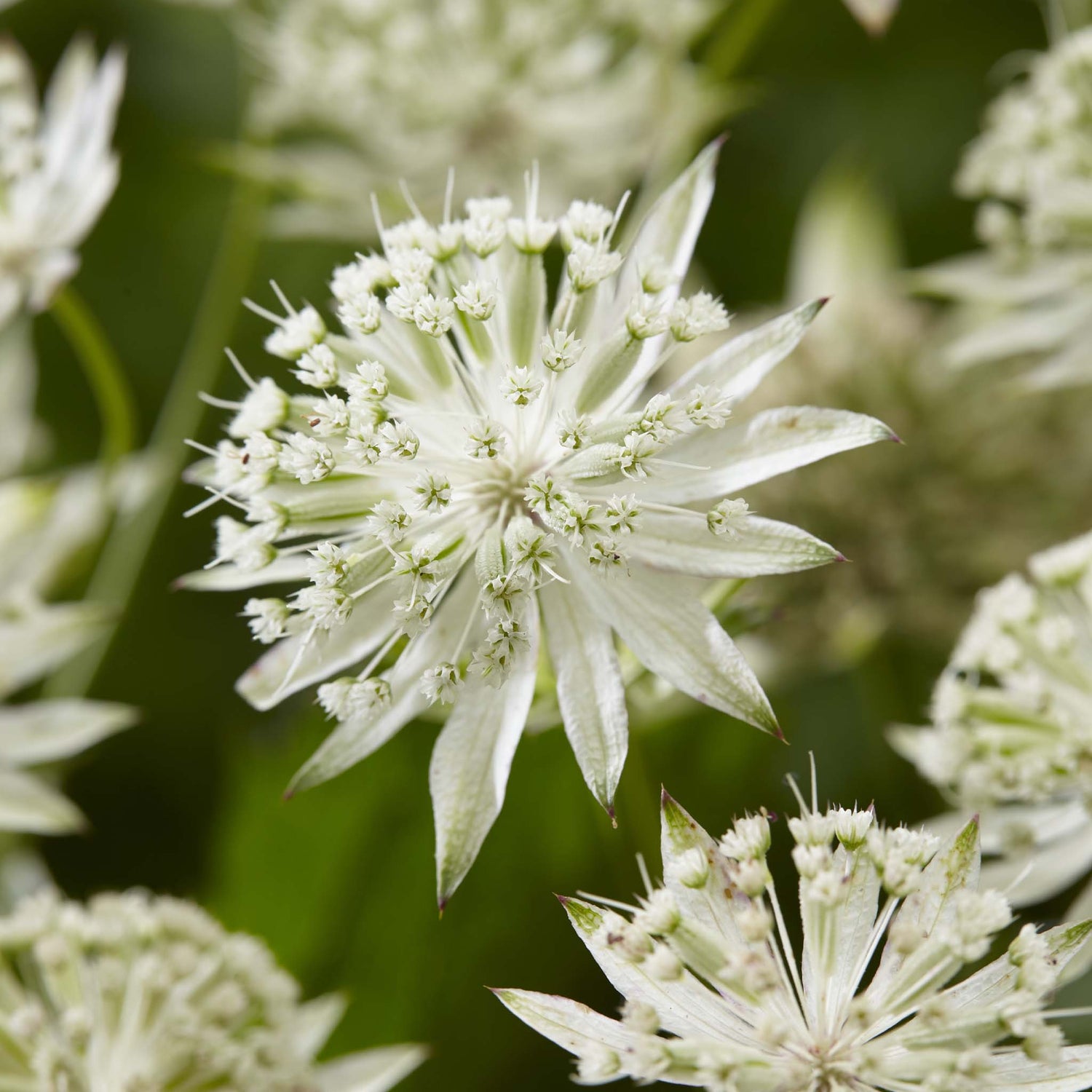 Astrantia White Sparkling Stars