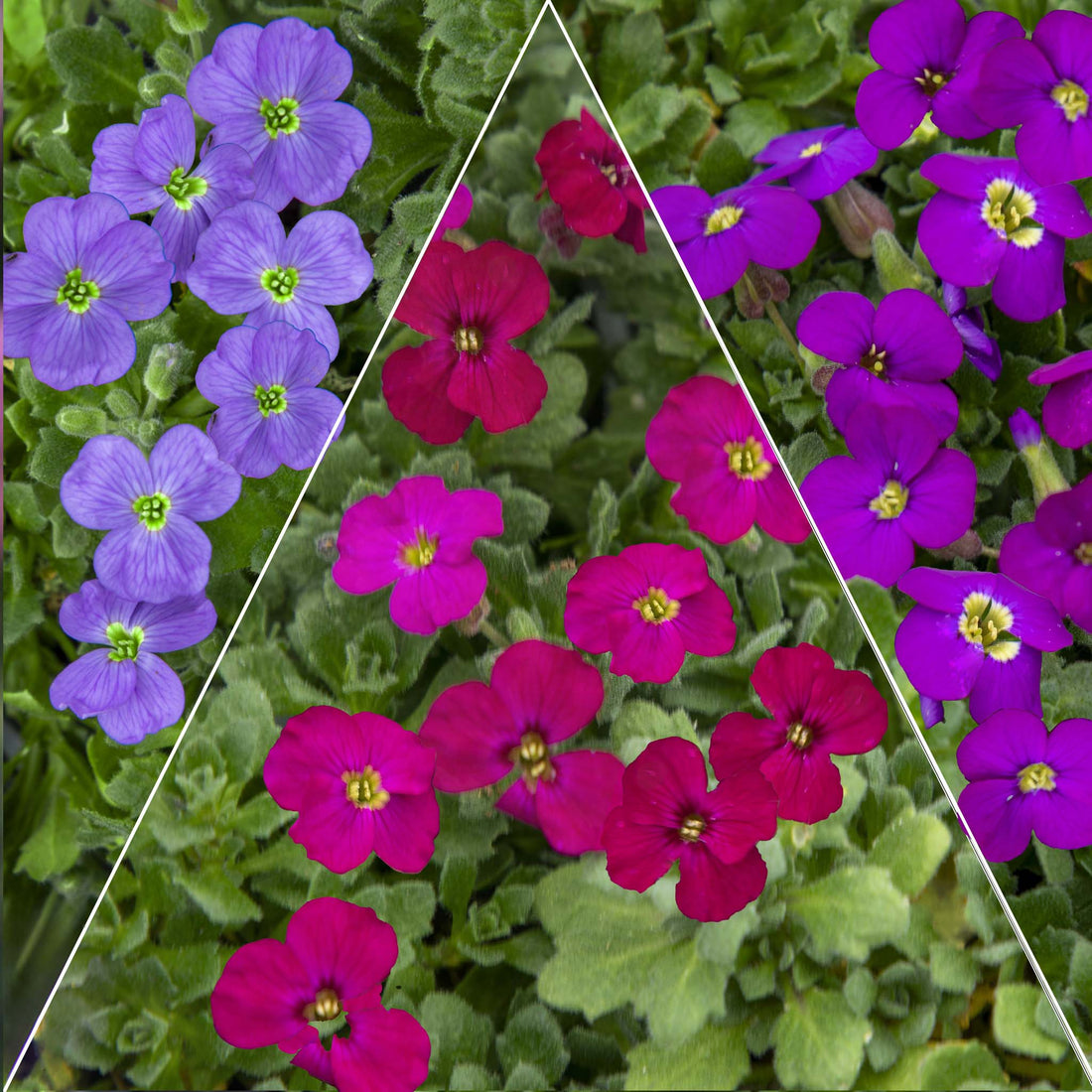 Aubrieta Collection