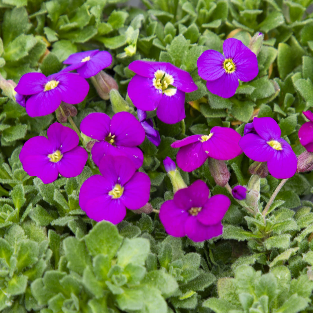 Aubrieta Purple Shades