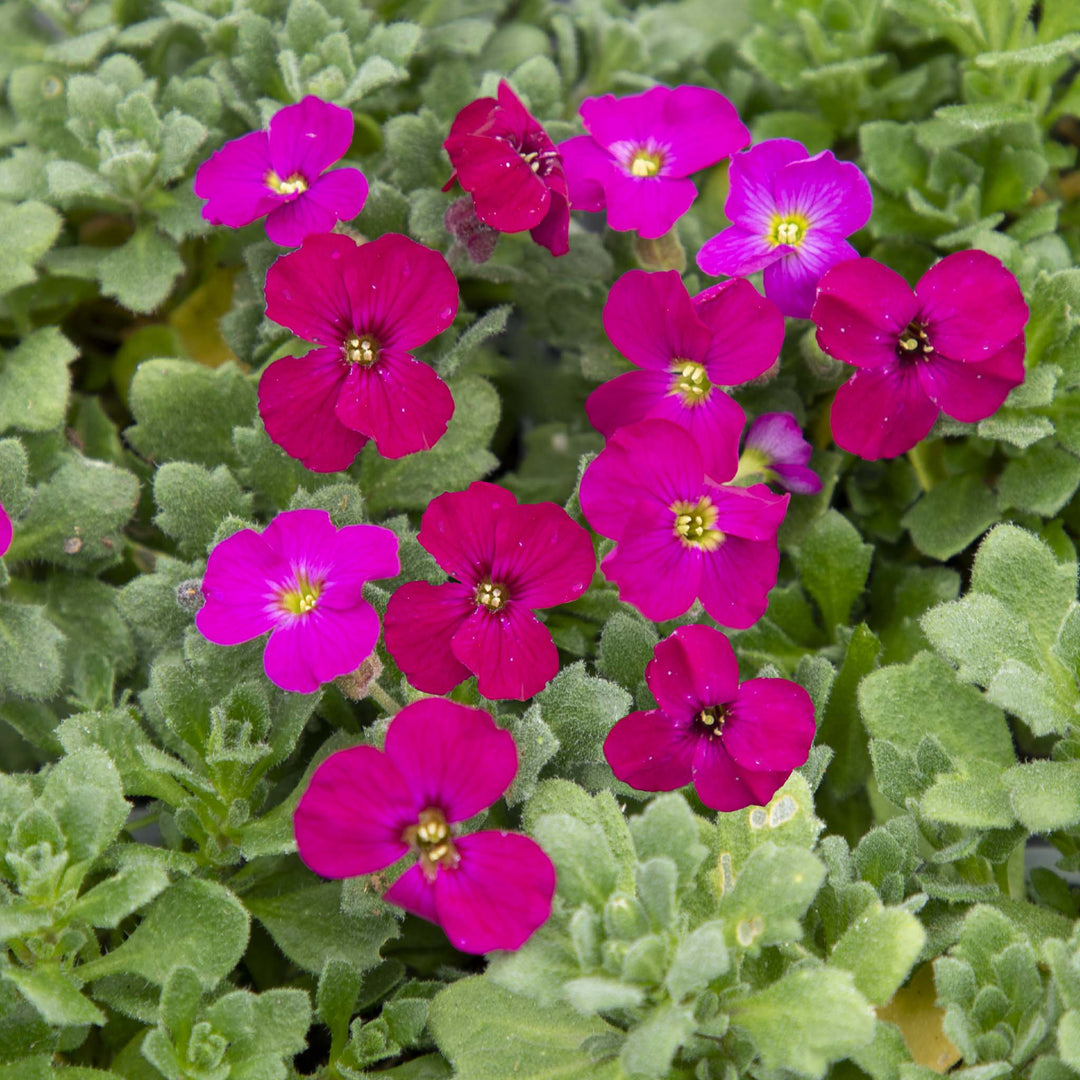 Aubrieta Red
