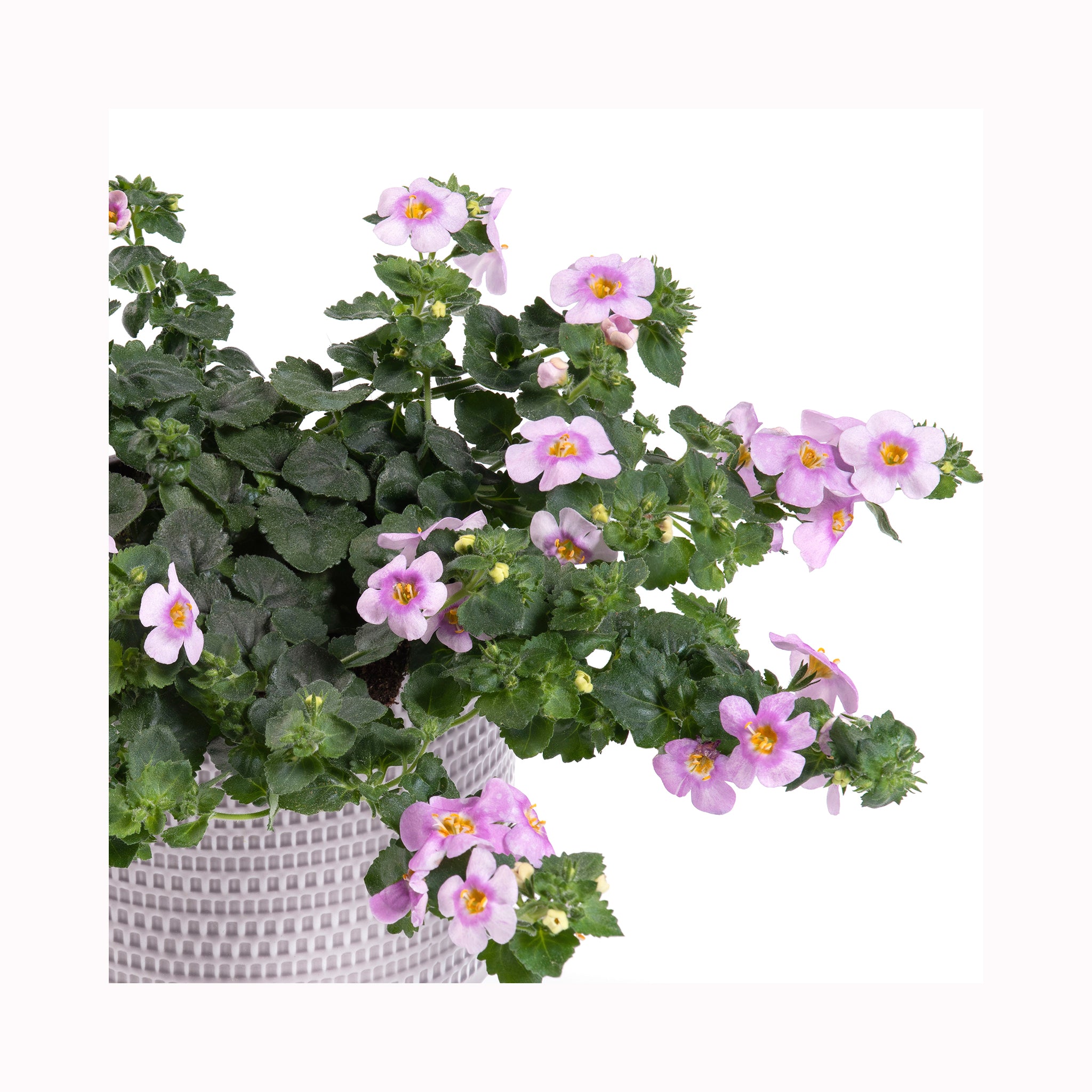 Bacopa Giga Pink Eye