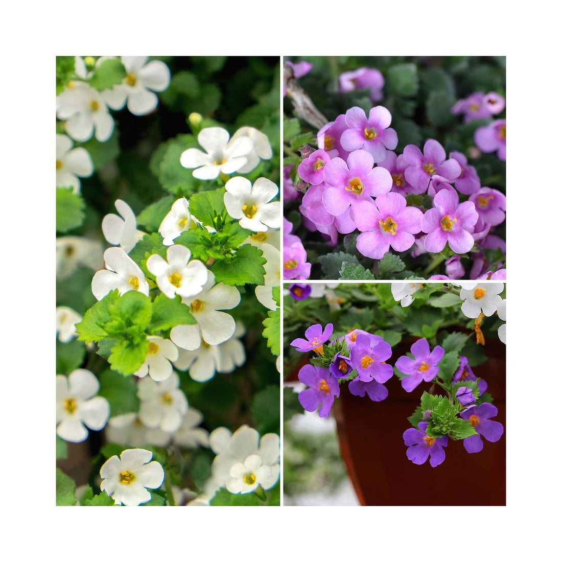 Collection of 3 different colour bacopa flowers, white, pink and rose