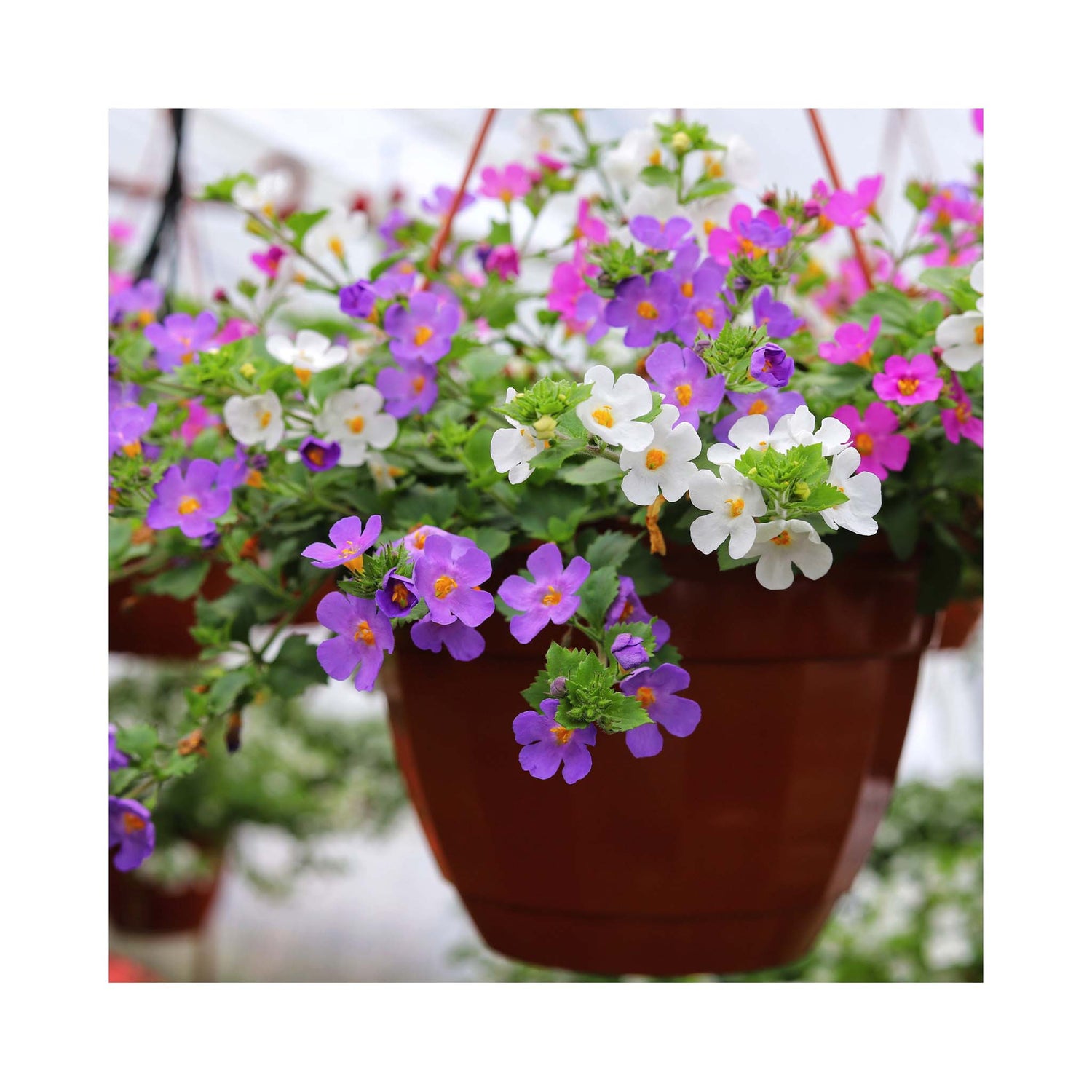 selection of bacopa flower colours in a hanging basket white, pink, rose