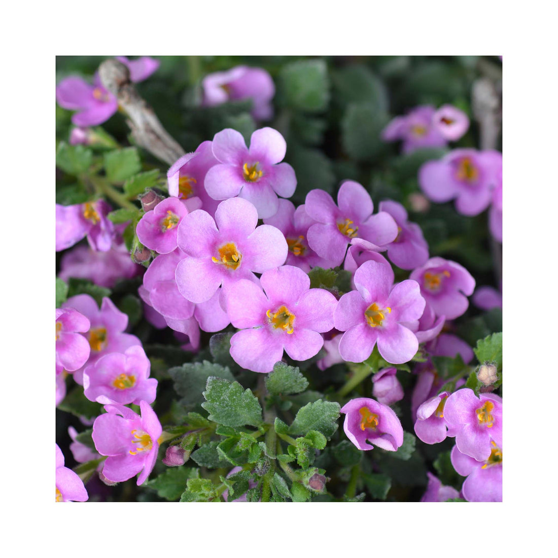 Bright rose flowers of trailing Bacopa plant. Five pink petals with yellow centre